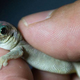 Illustration for article titled Lizard space sex excursion ends in tragedy